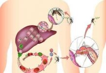 Bản đồ gien muỗi đã được hoàn thiện Bản đồ gien muỗi đã được hoàn thiện