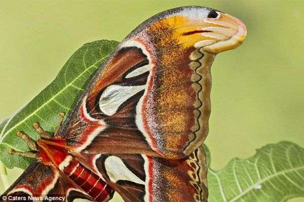 Loài bướm giả dạng hổ mang dọa kẻ thù khiếp vía