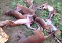 Bầy khỉ lên cơn đau tim chết tập thể nghi hổ dọa