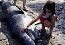 Thêm 11 loài vào danh sách nguy hiểm