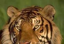 Công viên quốc gia Sundarbans (Ấn Độ)