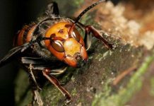 Chân dung ong khổng lồ giết người hàng loạt ở châu Á Chân dung ong khổng lồ giết người hàng loạt ở châu Á