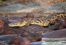 Hà mã trừ khử cá sấu Hà mã trừ khử cá sấu