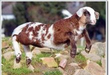 Con vật nửa cừu, nửa dê