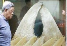 Thay đổi khí hậu làm tuyệt chủng hàng loạt Thay đổi khí hậu làm tuyệt chủng hàng loạt