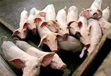 Trung Quốc: Hàng ngàn lợn chết, chưa rõ căn bệnh Trung Quốc: Hàng ngàn lợn chết, chưa rõ căn bệnh