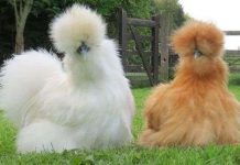 Vẻ đẹp lạ lùng của loài gà Silkie trông như “chó lông xù” Vẻ đẹp lạ lùng của loài gà Silkie trông như "chó lông xù"