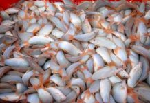 Điều thú vị ít biết về “đặc sản” cá heo nước ngọt