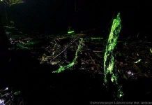 Kỳ lạ nấm phát quang mọc trên vỏ cây khiến cho cả khu rừng phát sáng