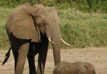 Trí nhớ giúp voi sống sót trong cuộc chiến sinh tồn
