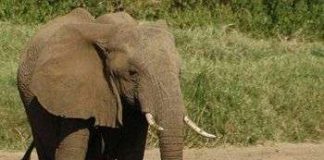 Trí nhớ giúp voi sống sót trong cuộc chiến sinh tồn