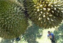 Sầu riêng nhẹ mùi như... chuối