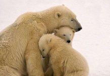 Phát hiện bộ phận sinh dục của gấu Bắc cực ngày càng teo nhỏ