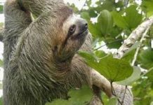 Vua lười - Lười đến mọc rêu