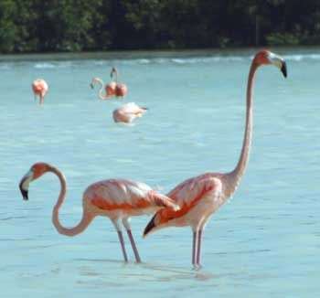 Flamingos đực đồng tính luyến ái cũng muốn nuôi con
