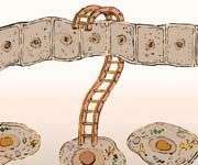 Tiến hóa là quá trình hợp nhất các xu hướng trái ngược