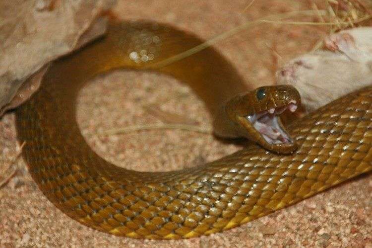Những loài rắn độc nhất thế giới