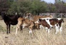 Nhiệt độ có thể tăng tới mức kỷ lục vào năm sau