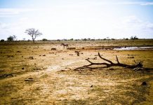 Trái đất sẽ có thêm rất nhiều sa mạc Sahara nếu xu hướng này tiếp tục xảy ra