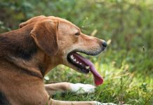 Chiến thuật chống nóng của các loài vật