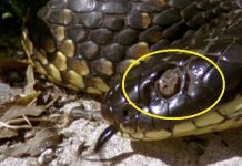 Loài vật khiến hầu hết rắn hổ kịch độc mù mắt trên đảo Úc