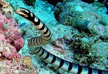 Những loài rắn độc nhất thế giới