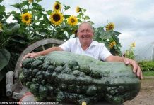 Phát hiện quả bí ngô "khủng" nhất thế giới