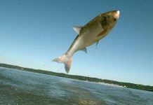 Cá chép châu Á "xâm lược" các vùng nước ở Canada và Mỹ