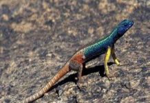 Thằn lằn đực ngụy trang để tránh bị ăn thịt