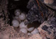 Rùa khổng lồ trước nguy cơ tuyệt diệt