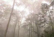 VN – một trong các nước có tốc độ phục hồi rừng nhanh nhất thế giới VN - một trong các nước có tốc độ phục hồi rừng nhanh nhất thế giới