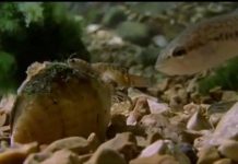 Trai mẹ đóng giả tôm để ký gửi con non lên cá vược Trai mẹ đóng giả tôm để ký gửi con non lên cá vược