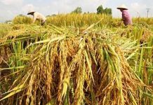 Giống lúa mới AC5 cho năng suất cao