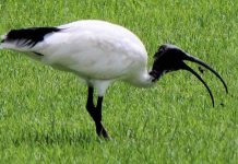 Ong bắp cày tử chiến với nhện, cò rình rập mổ cả hai