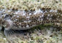 Phát hiện loài cá đang tiến hóa để chuẩn bị bỏ nước lên bờ sống