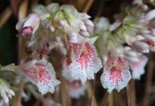 Tìm thấy hoa gừng hiếm ở Khánh Hòa