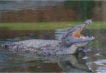 Trái đất ấm lên khiến cá sấu cái bị 'ế'