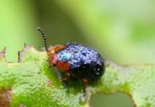 Thiên đường nhiệt đới đang gặp nguy Thiên đường nhiệt đới đang gặp nguy