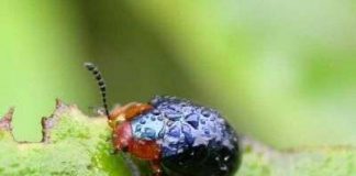 Thiên đường nhiệt đới đang gặp nguy