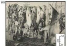 Sự phong phú của đời sống biển trong quá khứ Sự phong phú của đời sống biển trong quá khứ