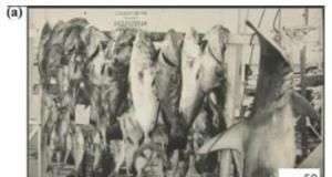 Sự phong phú của đời sống biển trong quá khứ