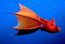 5 loài “quái vật” kỳ lạ đến khó tin ở dưới đáy biển 5 loài "quái vật" kỳ lạ đến khó tin ở dưới đáy biển