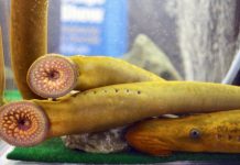 Quái ngư "ma cà rồng" thay đổi giới tính theo môi trường sống