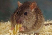 Chuột biết hối tiếc về quyết định sai lầm Chuột biết hối tiếc về quyết định sai lầm