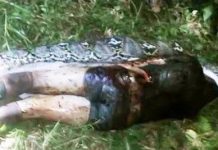 Xác người đàn ông Indonesia trong bụng trăn dài 7 mét Xác người đàn ông Indonesia trong bụng trăn dài 7 mét