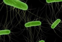 Giải mã được dòng khuẩn E.coli chết chóc