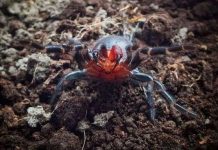 Phát hiện loài nhện có răng nanh đỏ như máu ở Úc