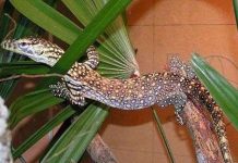 Singapore nhân giống thành công rồng Komodo