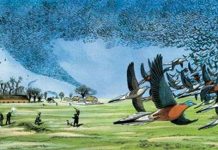 Tìm hiểu về sự tồn tại của đàn chim hàng tỷ con