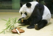 Gấu trúc đực già nhất thế giới chết